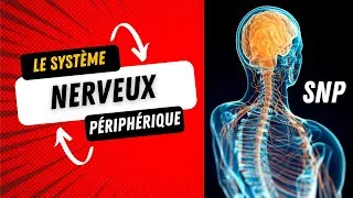 Miniature : Le Système Nerveux Périphérique (SNP)