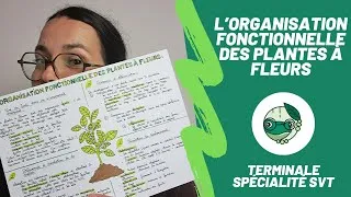 Miniature : L'organisation fonctionnelle des plantes à fleurs - Term spé SVT - Madame SVT