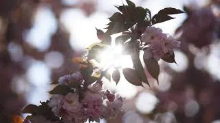 Miniature : Les cerisiers en fleurs du Parc de Sceaux - hanami