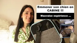 Miniature : Emmener son chien en cabine + Expérience désastreuse