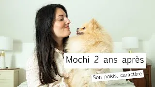 Miniature : Spitz nain, Mochi après 2 ans(son poids, caractère..)