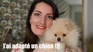 Miniature : J'ai adopté un Loulou de Poméranie ou Spitz Nain ( Caractère, Propreté, Entretien ..)