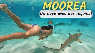Miniature : EP3: On nage avec des REQUINS à MOOREA