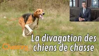 Miniature : Question juridique, un chien peut-il être en divagation à la chasse ?