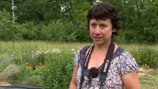Miniature : Claire des près, de la plante à l'image
