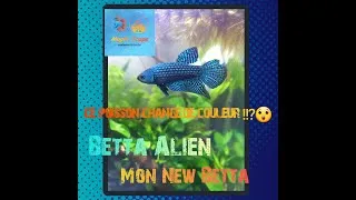 Miniature : je vous dit tout sur le betta (poisson combattant)