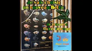 Miniature : Visite d'un élevage traditionel thailandais de betta N°2