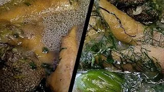 Miniature : SOUPE DE TRIPES DE BŒUF AUX FEUILLES DE FUMBWA