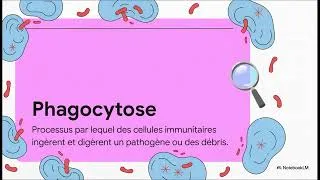 Miniature : Comment fonctionne la réaction inflammatoire ? (SVT Première)