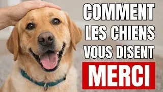 Miniature : 7 gestes de votre chien pour vous dire… « Merci ».