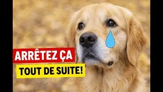 Miniature : 90 % des maîtres font ces erreurs… Que leur chien déteste pourtant !