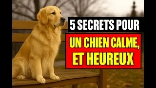 Miniature : Les 5 secrets pour un chien calme, heureux et épanoui