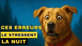Miniature : L’erreur que font 90% des maîtres… et qui empêche leur chien de dormir la nuit.