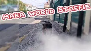 Miniature : MAKA WORLD STAFFIE : De retour après quelques mois d'absence