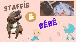 Miniature : MON STAFFIE RENCONTRE MON BÉBÉ : Comment réussir la rencontre entre son chien et son nouveau-né.