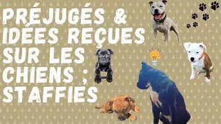 Miniature : PRÉJUGÉS ET IDÉES RECUES SUR LES CHIENS ; STAFFIES / STAFFORDSHIRE BULL TERRIER 🐶✔ Partie 1