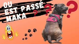 Miniature : MAIS OU EST DONC PASSÉ MAKA STAFFIE ? 👀  STAFFORDSHIRE BULL TERRIER 🐶