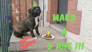 Miniature : MON STAFFIE // STAFFORSHIRE BULL TERRIER FETE SES 5 ANS !!! Une journée avec mon chien, MAKA