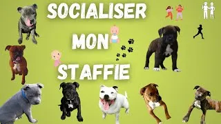 Miniature : L'ARRIVEE DE MON CHIEN A LA MAISON : COMMENT SOCIALISER MON STAFFIE / STAFFORDSHIRE BULL TERRIER  ✔🐶