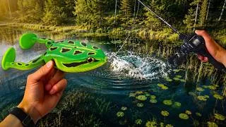 Miniature : MON PREMIER BROCHET MÉTRÉ À LA GRENOUILLE ?