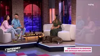 Miniature : Les dessous du business des animaux influenceurs - Notre passage sur Tipik avec Lufy & Enzo