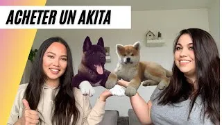 Miniature : Comment choisir le bon éleveur ? ( trouver un chiot akita inu ou akita américain )