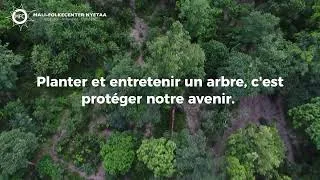 Miniature : Journée Internationale des Forêts