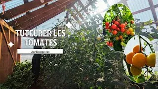 Miniature : Méthode de tuteurage + conservation de semences (tomates en serre)