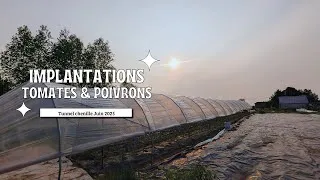 Miniature : Implantations dans le tunnel de culture: tomates, poivrons et astuces pour un super jardin