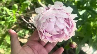 Miniature : Vlog en Vrac | Retour au jardin