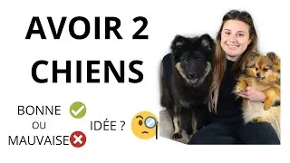 Miniature : AVOIR 2 CHIENS
