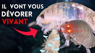 Miniature : Ces Crustacés sont DANGEREUX