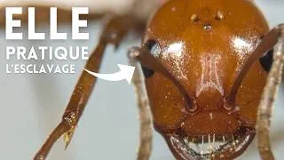 Miniature : Guerres, Esclavage, Agriculture : le Monde secret des Fourmis révélé!