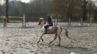 Miniature : DRESSAGE Club 2 préliminaire à Plelan avec Nouméa