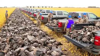 Miniature : 2000 Dindes Capturées en 1 Heure ! 💥 La Plus Grande Chasse à la Dinde d’Amérique 🔥