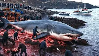 Miniature : Chasse et Découpe de Requins Géants – Le Massacre du Thon à la Palangre Révélé !