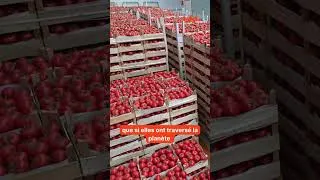 Miniature : Question du mois Tomates importées VS tomates cultivées en serres