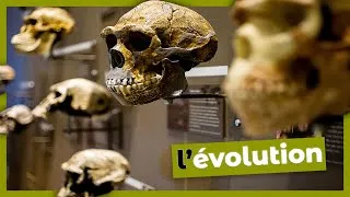 Miniature : l'Évolution
