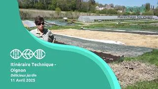 Miniature : Comparaison de plusieurs itinéraires techniques d’oignons - Délicieux Jardin