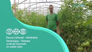 Miniature : Focus Cultural - Itinéraire Technique Tomate - Jardin de Deux'main