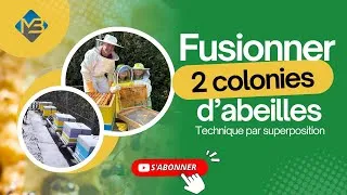 Miniature : FUSIONNER PAR SUPERPOSITION DEUX COLONIES D'ABEILLES