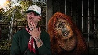 Miniature : Des orangs outans en captivité à Paris ? Je pose mes questions au Jardin des Plantes