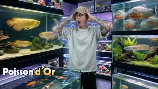 Miniature : J’ai trouvé le PARADIS des poissons… (j’étais pas prêt) | Poisson d’Or