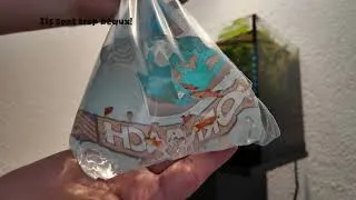 Miniature : Mes nouveaux poisson guppy Endler! Trop beaux!
