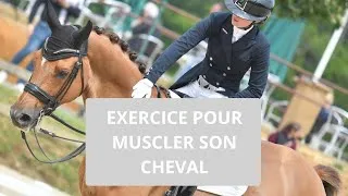 Miniature : Exercice pour muscler son cheval