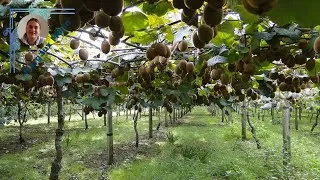 Miniature : Guide Pratique : Comment Planter un Arbre Fruiter pour un Jardin Florissant !