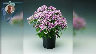 Miniature : Découvrez des œillets de poète encore plus éclatants : astuces et inspirations !