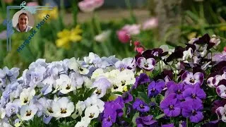 Miniature : Guide Complet : Réussir le Semis de Pensées pour un Jardin Éblouissant !