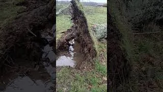 Miniature : Dégâts de la tempête Nils chez nous 
