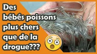 Miniature : Des petits poissons à 300€ le Kg? Un quota de 23 tonnes? Y'a anguille sous roche! #AventCulturel23